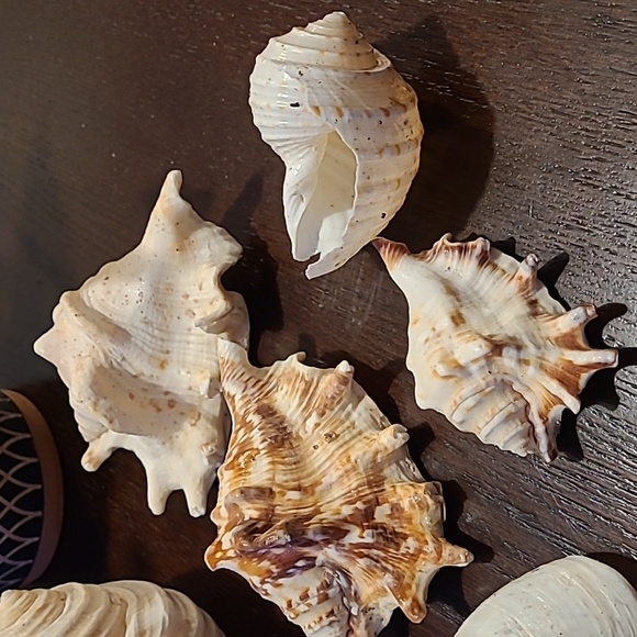 Seashells Large decor Beach lover ocean love Shells 7 piece in all cream tan sea - Picture 3 of 8